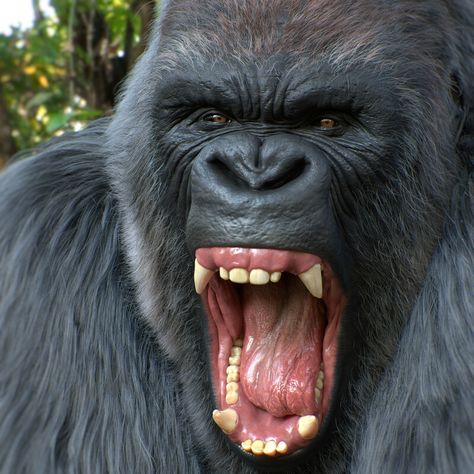 Gorilla Snarling, Gorilla Screaming, Gorilla Roaring, Gorilla Aesthetic, Silver Back Gorilla, Gorilla Rows, Gorilla Painting, Gorilla Wallpaper, Big Gorilla