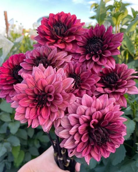 Night Silence Dahlia, Dalia Core, Dahlia Diva, Daliah Flower, Delilah Flower, Dalia Flower, Dahlia Flower Garden, Dahlia Varieties, Single Flower Bouquet