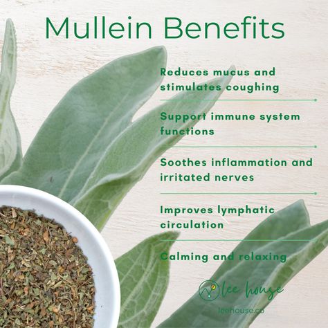 Mullein Leaf Extract is traditionally cherished for its ability to support respiratory health and promote relaxation. Known for its soothing properties, mullein leaf supports lung comfort and encourages a sense of calm, focus, and mental clarity. Calming, clearing, with expectorant properties Available Forms: Regular Tincture: A full-strength, alcohol-based tincture for those seeking maximum potency. Honey Elixir: A sweetened tincture with raw honey and alcohol, for a naturally sweet option. Low Mullein Tea Benefits, How To Get Rid Of A Cough Fast, Mullein Leaf Benefits, Uses For Glycerin, Mullein Benefits, Honey Elixir, Mullein Leaf, The Respiratory System, Medicinal Herbs Garden