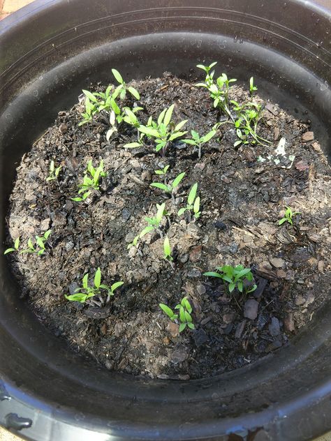 When should I separate tomato seedlings into their own pots to ensure survival? Tomato Seedlings, Survival Gardening, Diy Gardening, Garden Diy, Raised Garden Beds, Raised Garden, Garden Home, Gardening Ideas, Permaculture