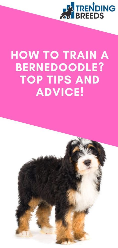 Bernedoodle Training, Bernadoodle Puppy, Bernedoodle Puppy, Strengths And Weaknesses, Hybrid Dogs, How To Train, Training Tips, Tips And Advice, Dog Breed