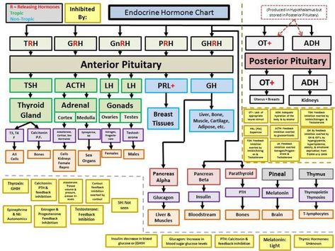 Endocrine System Hormones, Endocrine System Nursing, Endocrine Hormones, Endocrine Glands, خريطة ذهنية, Pharmacy School, Medical Laboratory Science, Nursing School Studying, Nursing School Notes