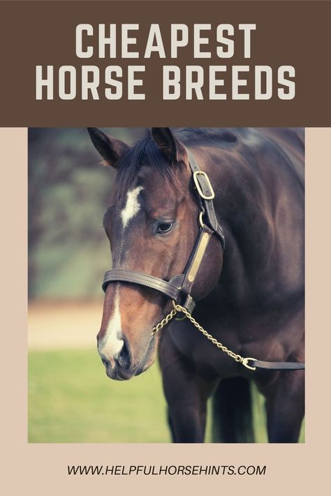 Best Horse Breeds For First Time Owners, Horse Things To Buy, Buying A Horse, Big Horse Breeds, Expensive Horse, Rare Horse Breeds, Buy A Horse, Rare Horses, Horse Info