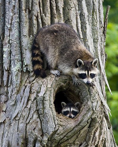 Raccoon Hunting, Coon Hunting, Raccoon Art, Climb Trees, Nocturnal Animals, Raccoon Funny, Racoon, Zoo Animals, Animal Photo