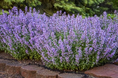 Nepeta 'Cat's Meow' (Catmint, Catnip) Nepeta Cats Meow, Cats Meow Plant, Deer Resistant Shade Plants, Landscape Yard, Westbury Gardens, Garden Answer, Community Gardens, Cat Allergies, Country Gardens