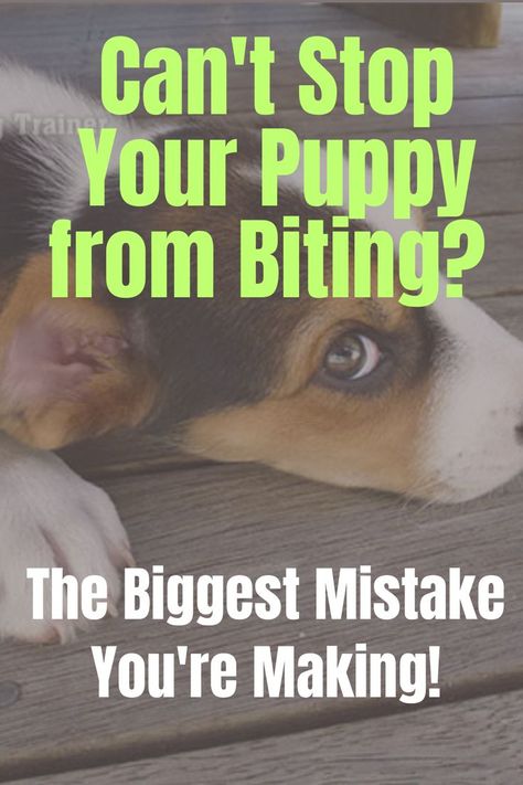 After reading this, you’ll probably never think about puppy training in the same way again. Hopefully you’ll start to look at training issues through your puppy’s eyes – and that’s when you’ll start to understand them and begin to understand how to stop your puppy from biting.  You're probably making the same mistake most puppy owners do when they're trying to get a puppy to stop biting! Lab Puppy Training, Stop Dog From Biting, Stop Puppy Biting, Dog Biting Training, Puppy Training Biting, Puppy Obedience Training, Puppy Biting, Potty Training Puppy, Dog Training Advice