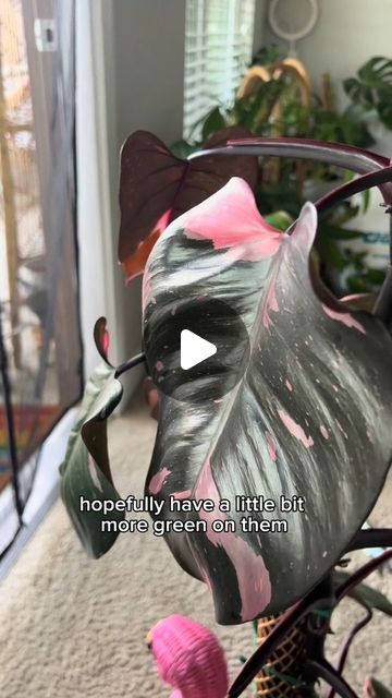 Philodendron Plant Care, Plant Jokes, Pink Princess Philodendron, Princess Philodendron, Philodendron Pink Princess, Plant Care Tips, Philodendron Plant, Plant Mom, House Plant