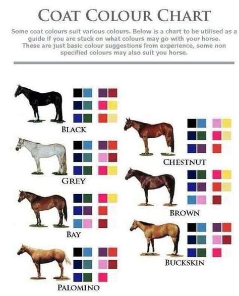 Color coordination Cavalo Palomino, Horse Color Chart, Horse Facts, Horse Show Clothes, Horse Riding Tips, Palomino Horse, Horse Dressage, Horse Tips, Grey Horse