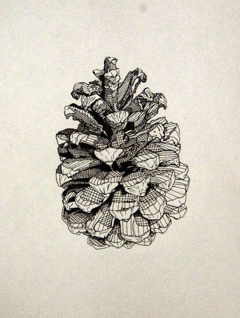 Cone Drawing, Form Art, My Obsession, A Level Art, Ink Illustrations, Pen Art, Pine Cone, Art Class, Drawing Techniques