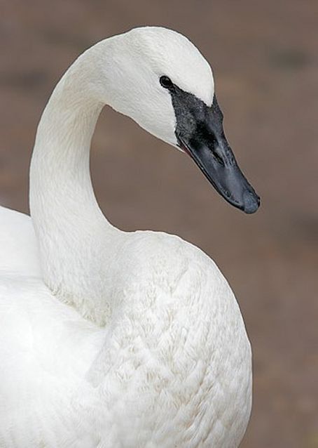 Swan Pictures, Trumpeter Swan, Bird House Kits, Beautiful Swan, Water Birds, Swan Song, Ugly Duckling, Herons, White Swan