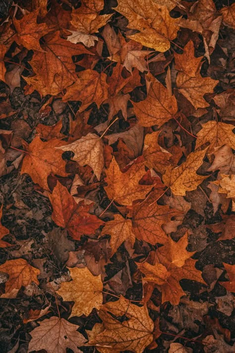 Free Brown Image on Unsplash Fall Wallpaper Backgrounds, Free Fall Wallpaper, Fall Aesthetic Wallpaper, Fall Backgrounds, Brown Image, Halloween Aesthetic, Autumn Vibes, Autumn Halloween, Fall Wallpaper