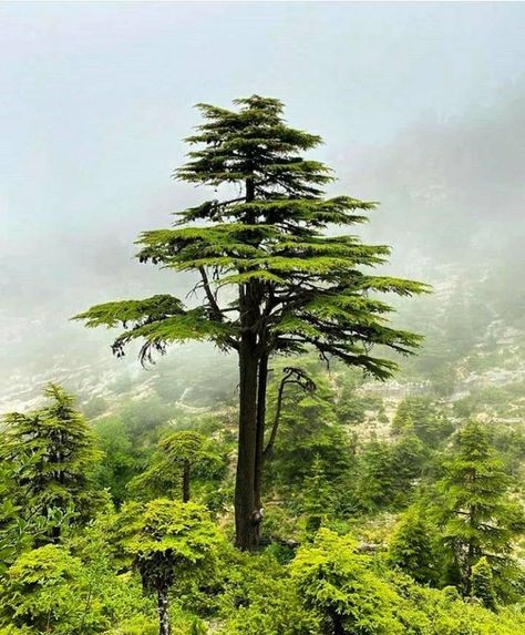 😎 What's Up Lebanon 😎 on Instagram: “We may find ourselves on our own at times and sometimes a bit down... but the Lebanese cedar will always stand tall and proud!!! We shall…” Cedar Tree Tattoo Lebanon, Lebanon Cedar Tree, Lebanon Tree, Lebanon Culture, Lebanon Cedar, Cedar Of Lebanon, Cedar Tree, Cedar Trees, Tree Tattoo