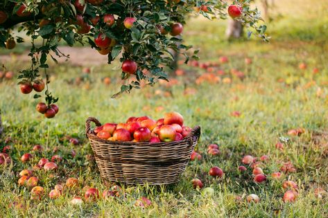 Fruit Love, Floral Drawing, Apple Orchard, Still In Love, Fruit Garden, Garden Trees, Country Farm, Fruit And Veg, Apple Tree