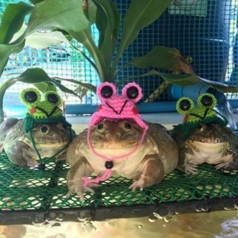 Frogs With Hats, Amphibians, Frogs, Georgia, Memes, Plants, Hats, Green, On Instagram