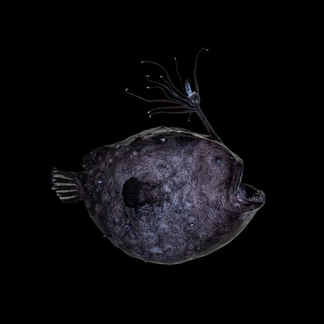 This Pacific footballfish, a type of rare anglerfish, washed ashore in Newport Beach, California in May 2021. Ichthyologists at the Natural History Museum of L.A. County studied its bioluminescent lure under a new light. Photo by William Ludt. Courtesy of the Natural History Museum of L.A. County (NHM)To ensnare its meal, the Pacific footballfish puts on a dazzling light show by making and manipulating its own glow. The post This anglerfish has mastered a trick to light up the depths of the Paci Football Fish, Crystal Cove State Park, California Academy Of Sciences, Atlas Obscura, Sea Dweller, Angler Fish, The Pacific Ocean, Deep Sea Fishing, Natural History Museum