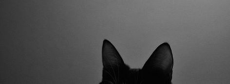 A Cat, New Era, Black And White, White, Black