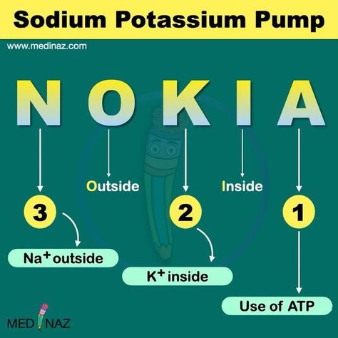 Sodium Potassium Pump Notes, Chemistry Mnemonics, Sodium Potassium Pump, Pathophysiology Nursing, Medical Terminology Study, Learn Biology, Mcat Study, Plasma Membrane, Study Biology