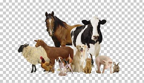 Veterinary Illustration, Veterinary Day, Goat Herding, Animal Medicine, Animal Health, Asian Film, Cow Png, Family Dentistry, Veterinary Medicine