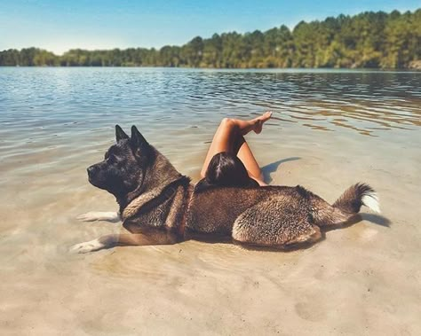 American Akita Dog, My Bodyguard, Japanese Akita, Akita Puppies, American Akita, Odd Things, Akita Dog, Mood Of The Day, Labrador Retriever Puppies