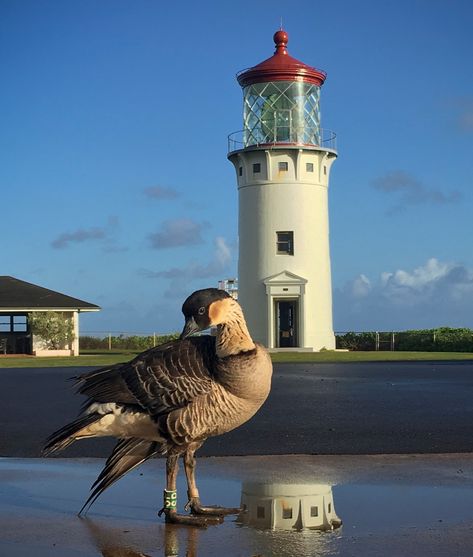 Plan your visit to Kilauea Point Lighthouse — Friends of Kauai Wildlife Refuges - Visiting Kilauea Point Lighthouse Kilauea Lighthouse, Kauai Vacation, Ocean Day, Daniel K, Friends Group, Oceans Of The World, Historic Preservation, Wildlife Conservation, Hawaiian Islands