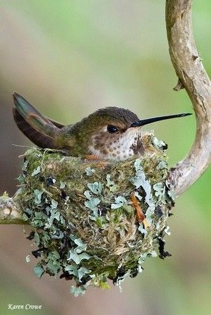 One of these cute humming birds build a nest in my Rose Tree. Soooo cute, they thought they were so high up. in reality they were only about 3 ft. off the ground. Sustained Investigation, Hummingbird Nests, Humming Bird, Pretty Birds, Little Birds, Bird Nest, Birds Of Paradise, Hummingbirds, Bird Watching