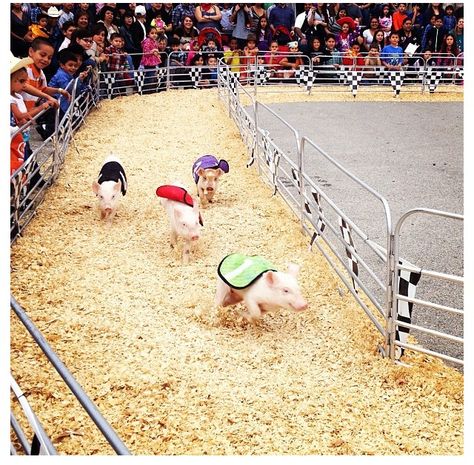 Pig Races, Farm Inspiration, Future Farms, Pet Shop, Bacon, Wrestling, Festival, Pet, Animals