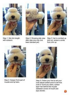 Grooming Tips For Dogs, Dog Grooming Tips Professional, Asian Fusion Poodle, Asian Fusion Grooming, Grooming Salon Ideas, Dog Grooming Ideas, Dog Grooming Diy, Goldendoodle Grooming, Pet Grooming Business