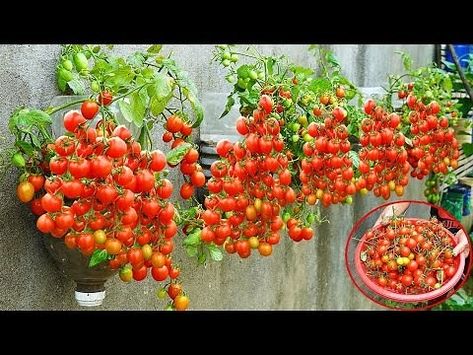 Bing Videos Tomato Container Gardening Ideas, Small Tomato Garden Ideas, Growing Tomatoes Vertically, Container Tomatoes Growing, Planting Tomatoes In Garden, Tomato Growing Ideas, Container Gardening Vegetables Ideas, Gardening Vegetables Ideas, Tomato Garden Ideas