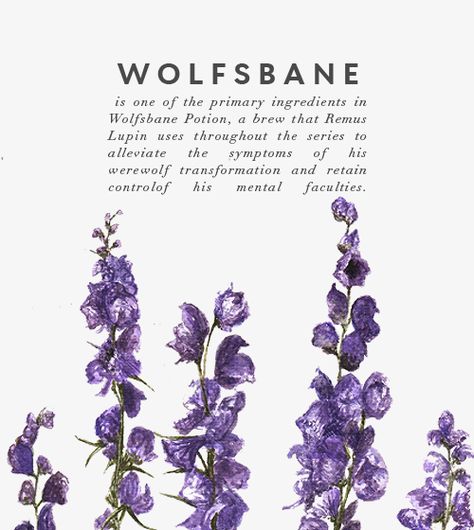 Wolfsbane Flower, Witch Garden, Theme Harry Potter, Essential Oils Herbs, Magical Herbs, Healing Plants, Healing Herbs, Harry Potter World, Planting Herbs