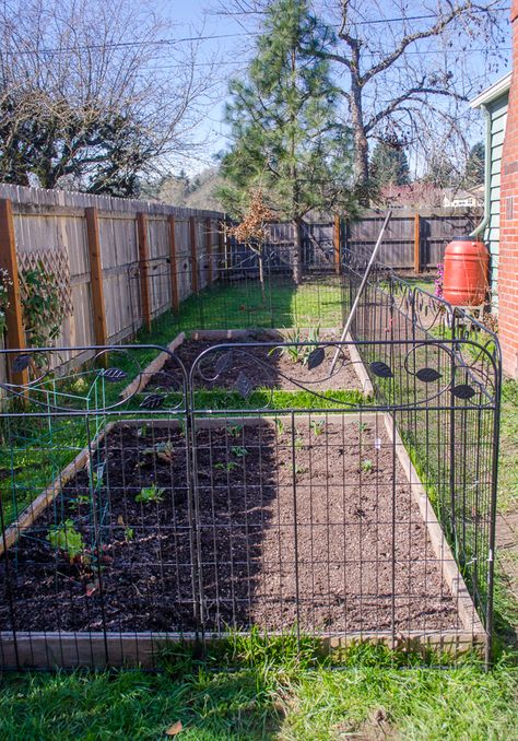 Flower Bed Fence Ideas Dogs, Dog Proof Vegetable Garden, Dog Proofing Garden, Dog Proof Garden Beds, Dog Safe Garden, Dog Proof Garden, Metal Garden Fencing, Garden Gates And Fencing, Garden Inspo