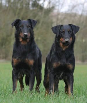 Beauceron Dog Harlequin, Beauceron Dog, Dental Tourism, Living Fence, Herding Dogs, Purebred Dogs, Life Expectancy, Doberman Pinscher, Dogs Puppy