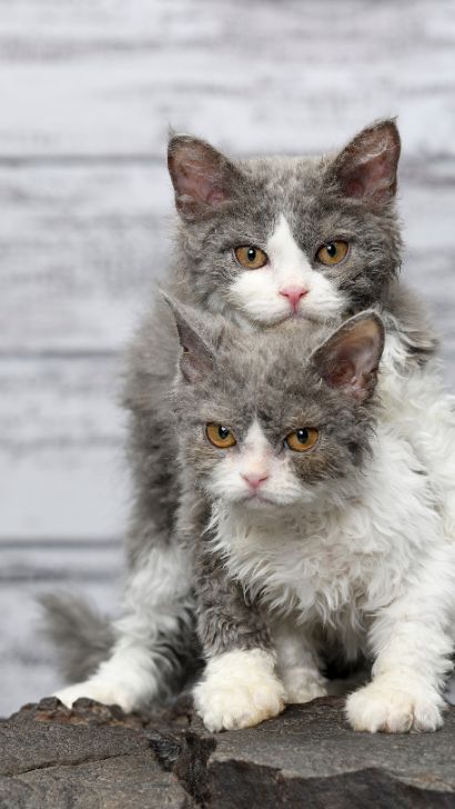 9 Curly Haired Cat Breeds: A Guide To Curly-Haired Cat Breeds From Selkirk Rex Cat  To Skookum Skookum Cat, Selkirk Rex Cat, Rex Cat Breeds, Curly Haired Cat, White Selkirk Rex Cat, Grey Devon Rex Cat, Devon Rex Cats Curly, Selkirk Rex Kittens, Curly Cat