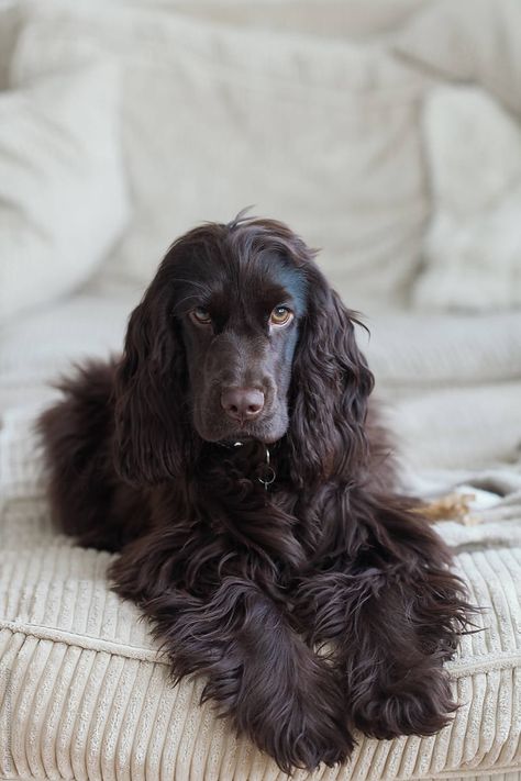 Chocolate Cocker Spaniel, Dogs Hunting, Boykin Spaniel, Cocker Spaniel Puppies, Cocker Spaniel Dog, English Cocker, Animal Training, English Cocker Spaniel, Spaniel Puppies