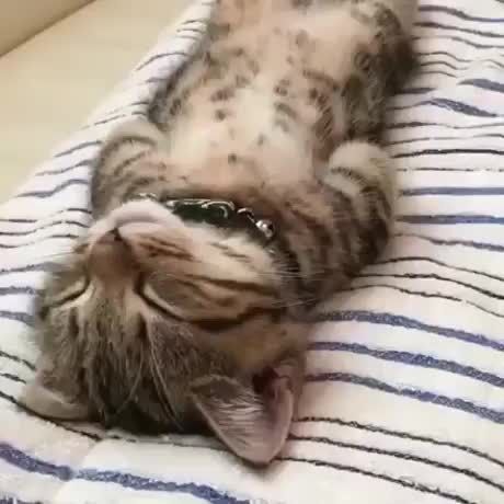 Your daily dose of cuteness Sleepy Kitty, Sleeping Kitten, Söt Katt, Sleepy Cat, Animal Videos, Cute Cats And Kittens, Cute Kittens, Funny Animal Pictures, Tabby Cat