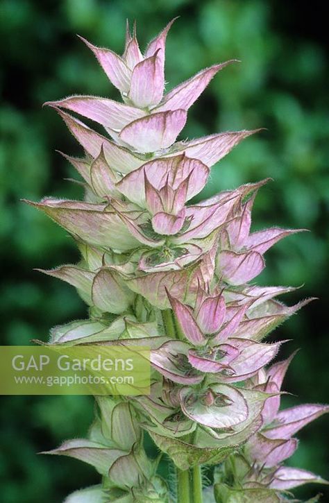 Salvia sclarea 'Vatican Pink' - syn. var turkestanica - Biennial clary Salvia Flower, Biennial Plants, Salvia Sclarea, Garden Design Plans, Garden Plans, Plant Photography, Flower Farm, Cool Plants, Spring Season