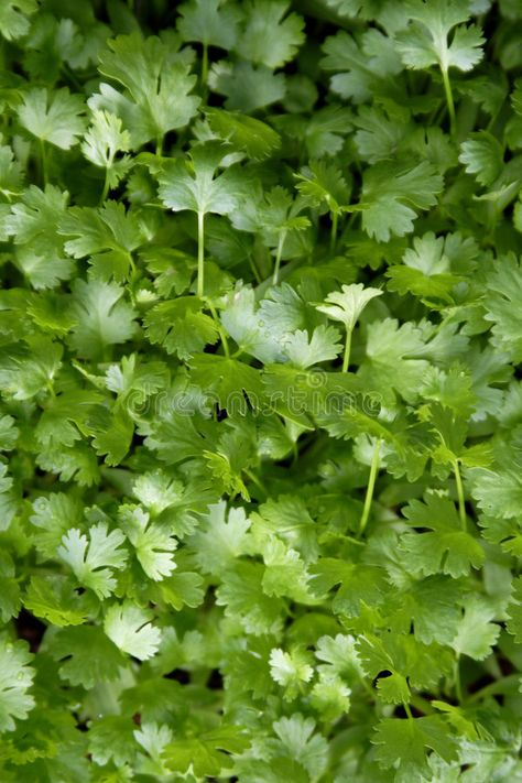 Herbs Image, Leaves Background, Coriander Leaves, Infographic Templates, Flower Drawing, Good Eats, Close Up, Photo Image, Essential Oils