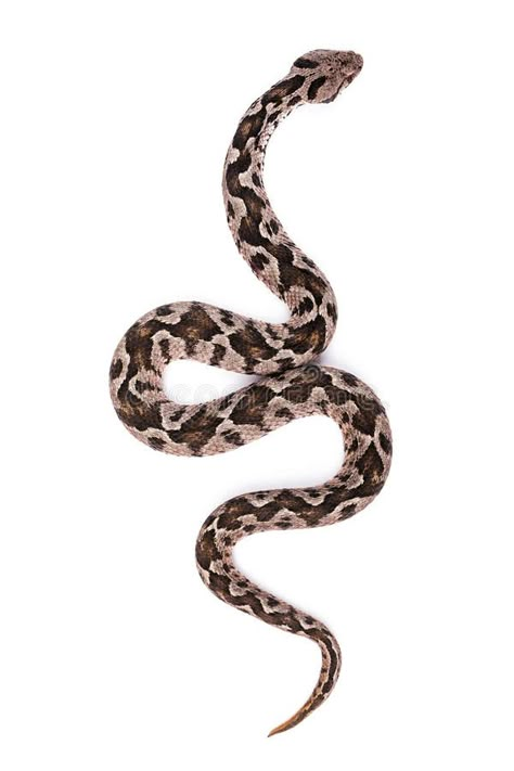 Viper snake. Common viper snake isolated on white background , #Sponsored, #Common, #snake, #Viper, #viper, #background #ad Snake White Background, Snake Top View, Snake Reference Photo, Viper Snake Tattoo, Snake Moodboard, Snakes Photography, Viper Tattoo, Snake Reference, Snake Aesthetic