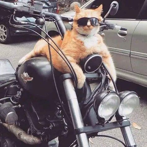 Cats Humor, Gatos Cool, Optical Store, Cats Rule, Wearing Sunglasses, Cute Cat Gif, Ginger Cats, Cat Sitting, Cute Kittens