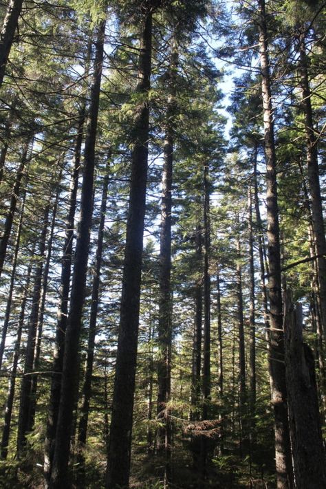 Here’s what to do if lost in the Maine woods — Act Out — Bangor Daily News — BDN Maine North Maine Woods, Maine Woods, Bangor Maine, Survival Blanket, University Of Maine, How To Make Fire, Bangor, Birch Bark, Outdoor Survival