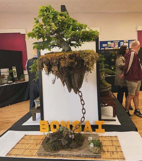 Few highlights from the bonsai exhibition this afternoon in Cottingham, U.K. by Humberside Bonsai Society and North East Lincs Bonsai Society . . #bonsai #bonsaiexhibition #northeastlincsbonsaisociety #humbersidebonsaisociety #bonsaisociety #bonsaiuk Bonsai Exhibition, Green Studio, Few Highlights, June 16, North East, Highlights, Green, On Instagram, Quick Saves