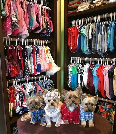 Yorkie Room Ideas, Spoiled Puppy Ideas, Puppy Closet Ideas, Dog Room Closet Ideas, Dog Wardrobe Closet Diy, Dog Closet Ideas, Spoiled Yorkie, Pet Closet, Spoiled Puppy