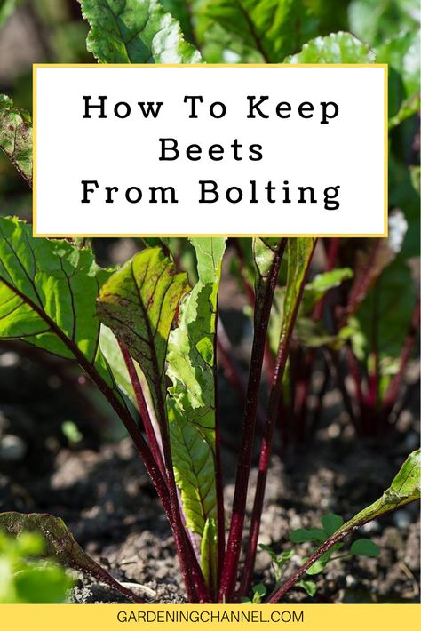 Watch for beet plants to bolt in the warm summer gardening season. Follow these tips to prevent beets from bolting, including suggested beet varieties for warmer climates. #gardeningchannel #gardening #vegetablegardening #fallgardening Beets Growing, Growing Beetroot, Beet Garden, How To Grow Beets, Grow Beets, Growing Beets, Growing Vegetables In Pots, Kitchen Scraps, Vegetable Garden Planning