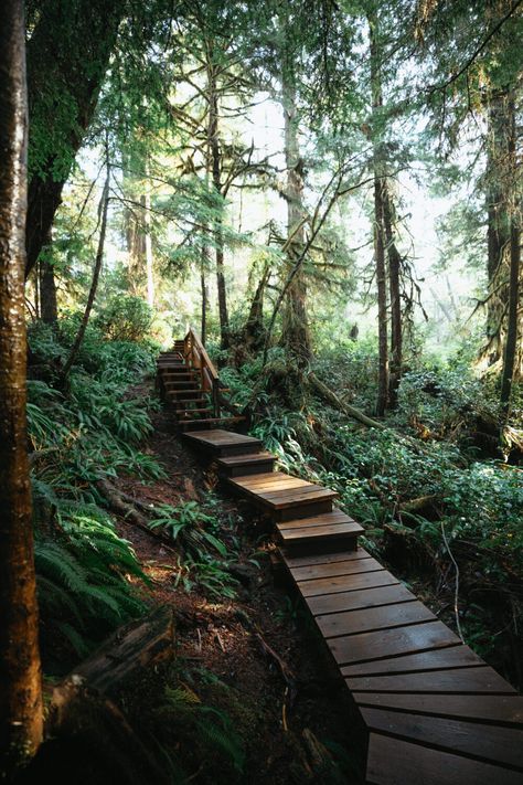 Tofino British Columbia, Pacific Rim National Park, Forest Resort, Tofino Bc, Dream Holidays, Twilight Aesthetic, Water Surfing, Resort Architecture, Canadian Travel