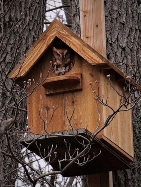 Squirrel Feeder Plans, Owl Nesting Boxes, Owl House Plans, Outhouse Birdhouse, Bird Feeder Baffle, Landscaping Pathways, Victorian Birdhouses, Cabin Birdhouse, Cloud House