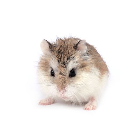 Roborovski hamster. Dwarf Roborovski (Phodopus Roborovskii) hamster isolated on , #Aff, #Dwarf, #Phodopus, #Roborovski, #hamster, #white #ad Robo Hamster, Roborovski Hamster, Hamster Breeds, Hamsters As Pets, Hamster Habitat, Baby Hamster, Funny Hamsters, Syrian Hamster, Pet Vet