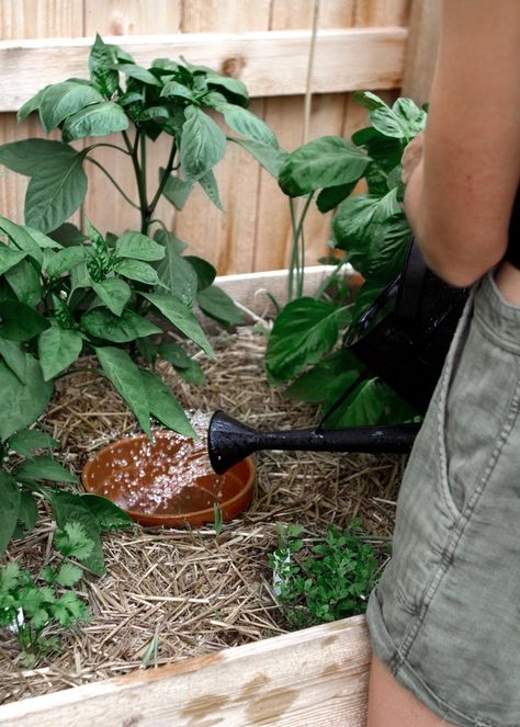 Olla irrigation is a time, money, and water-saving system that dates back thousands of years. This is a simple low-tech homemade adaptation. Diy Irrigation System, Olla Irrigation, Diy Irrigation, Clay Pot Irrigation, Irrigation System Diy, Arizona Gardening, Diy Water Fountain, Garden Site, Vegetable Garden Raised Beds