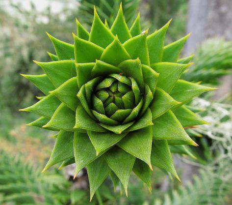 20 imágenes de plantas simétricas que aman la geometria Plant Geometry, Geometry In Nature Pattern