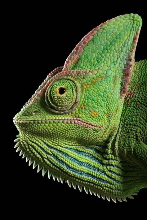 Chameleon Care, Jackson Chameleon, Veiled Chameleon, Karma Chameleon, Regard Animal, Chameleon Lizard, Reptiles And Amphibians, Exotic Pets, Gecko