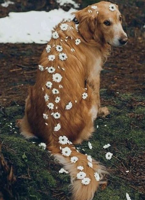 Surprised Dog, Loyal Dog Breeds, Dog Snapchats, Loyal Dogs, Best Dog Breeds, Fluffy Dogs, Retriever Puppy, Golden Retrievers, Dog Photography