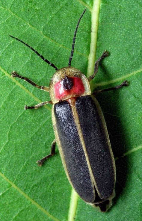 FIRE FLY: A Lampyridae. Kindred with Blake. Can you see the inspiration in the pairing? Blue Gray Gnatcatcher, Lighting Bugs, Fire Fly, Cool Bugs, Nocturnal Animals, Beautiful Bugs, Arachnids, Animal Projects, Bugs And Insects